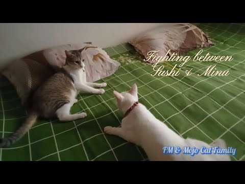 One of the best fighting moments between Sushi and Minu 😸😻❤️
