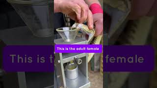 Person is doing a venom extraction from a Terciopelo snake to be used in research and snak