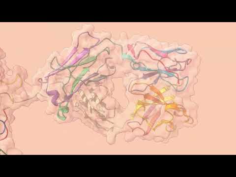 🛡️ Molecular Dynamics of Immunoglobulin