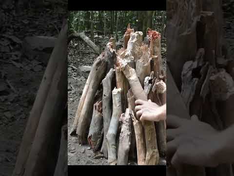 Making Charcoal from Scratch – No Tools! 🔥🌳 #survival #bushcraft #forest #diy #primitiveplus