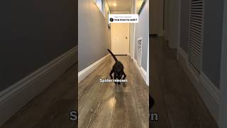 Super Kitty ❤️❤️❤️ #howtogetviewsonyoutubechannel #viralaudio