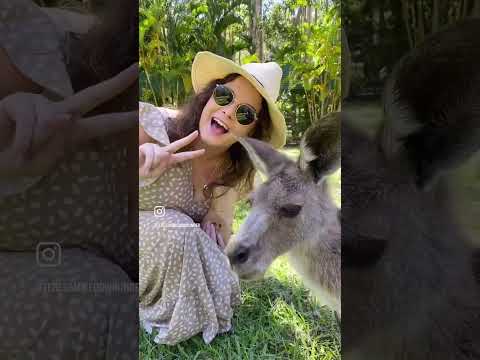 Little cuties 🦘 #livinginaustralia #australia #kangaroo