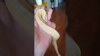 banana, genetic stripe, ball python.