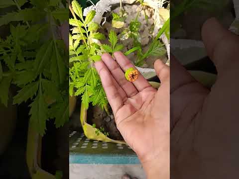 # hand short video # hand flaver short video # Yash piyush creation 🤗🤗🙏