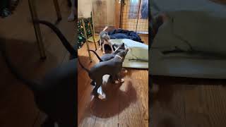 All The DoDa Day Italian Greyhounds Southern Twang Center Of Attention Stanley Whirlwind Romance