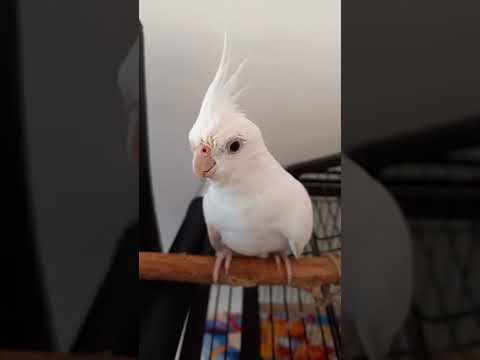 #птицы #милота #попугаи #корелла #cute #смешныепопугаиговорящие