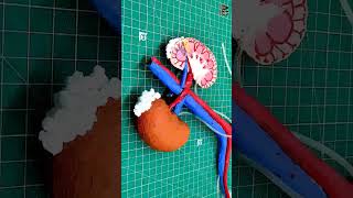 best Science project for student part-2 #schoolassignment #kidney #scienceproject
