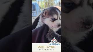 Dani lyn at 4 weeks of age is looking stunning!