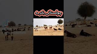 چولستانی بکرے برائے فروخت, بھیڑیں برائے فروخت satisfyinge# #goatfarming #sheepforsale #bakraforsale