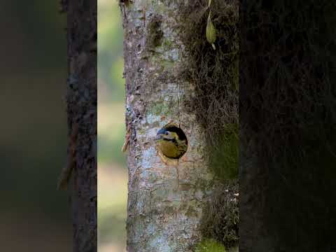 #darjeelingwoodpecker #photography #nature #wildlife #2024 #shorts2024 #india #birds #darjeeling