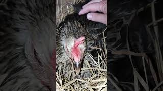 Watch a Grumpy Chicken Sitting on Her Eggs with Attitude
