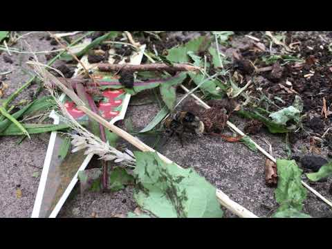 Bees Mating