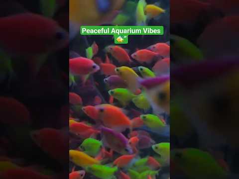 aquarium #relaxingvideos #fishlovers #aquariumshorts #underwatervibes #calming #shorts#trending