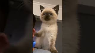 How to Create Adorable Cat Content 🐱😻 (Limited Time Offer!)