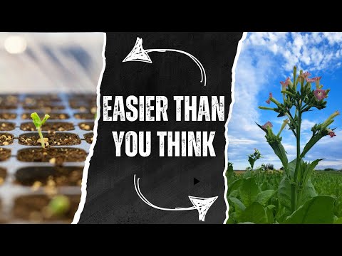 Grow Your OWN Tobacco at Home! | Part 1