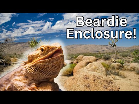 Bioactive bearded dragon setup!