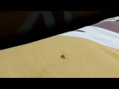mosquito's last breath | RIP |
