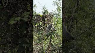 Biking Solo adventure under the forest #biking #adventure #solotravel #bikingmode 