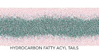 Fats vs Oils:  How molecular structure affects melting point