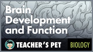 Brain Development and Function
