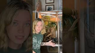 minimalism is for losers … am i right - #reptilemom #reptilekeeper #reptilesoftiktok