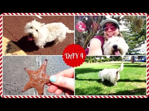 THE MOST PERFECT DAY | DOGMAS