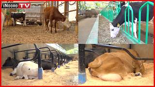 Thabarĩ ya Sameer Cattle Breeders na CIC Insurance harĩ kũgitĩra mahiũ #MũgamboWaMũrĩmi