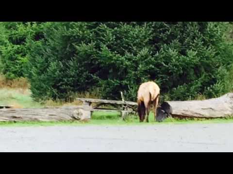 Redwoods National and State Parks