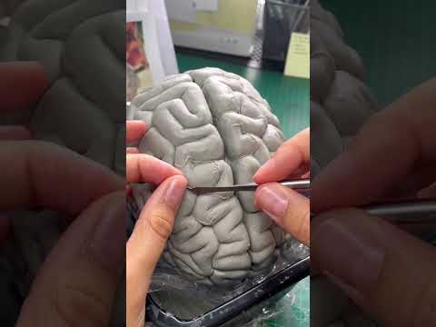 Making a Brain 🧠 #shorts #people #information #viralvideo
