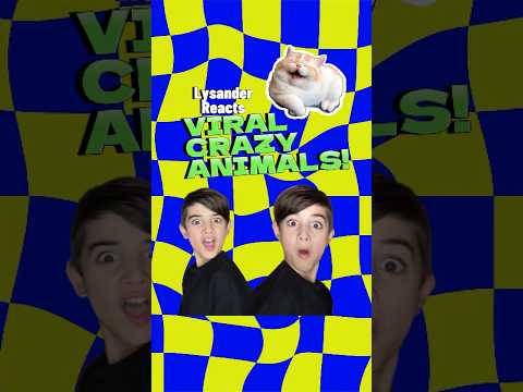 Funny ‘Crazy Viral Animals’ reaction 😂😂 #familyfun #viralanimals #funnyanimals