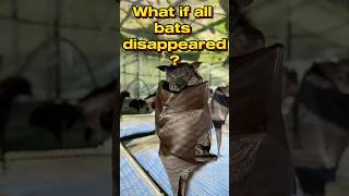 What if bats disappeared from Earth! #unique #uniquefacts #animals #funfacts #earth #shortsfeed