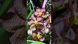 Vanda hybrids #orchids #orchidslover #flowers