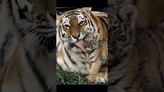 🌍 Global Recognition Achieved!