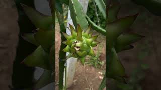 TrendingNow#ViralShorts#TrendingOnYouTube#ShortsFeed#TrendingShortsNow#viralvideo #dragon #nature