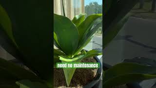 Talk About NO Maintenance #houseplants #worksmarter #shorts #shortvideo #fun @PawpawSammyAlyBug