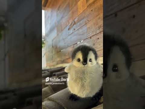 cute penguin❤️ #penguin #shorts