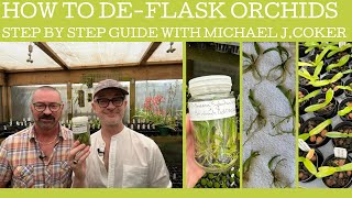 How to de-flask orchids; a step by step guide with specialist grower Michael J. Coker