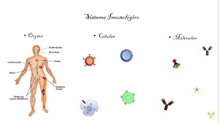 Introduction to Immunology: Primary and secondary lymphoid organs; Cells of the immune system.