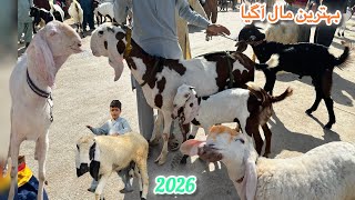 Sunday Lalukhet Bakra Mandi Latest Rates Update 09 Nov 2025 | Bakra Sirf 18,000 Me