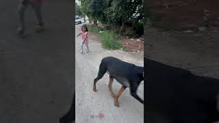 LeoSam❤️#babylovetalking #doberman