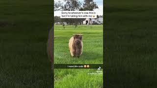 Cute fluffy cow #animals #viral #cute #fyp #cute #funny#cow #lol