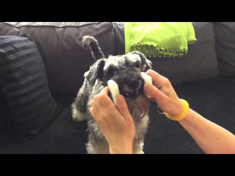 Pixie retrieve wk 1 Take dumbbell with correct holding position