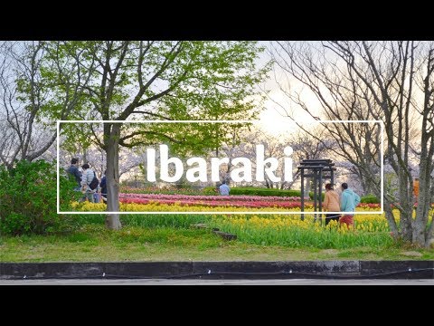 Ibaraki | Tulips, and a Windmill