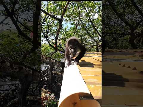 🥰 Meeting the Monkeys 🐒 Urraca Eco Resort 🇵🇦