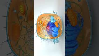 3d Cell animation #fundamentalunitoflife #cellanimation #cell #biologyvideos #viralshorts #biology