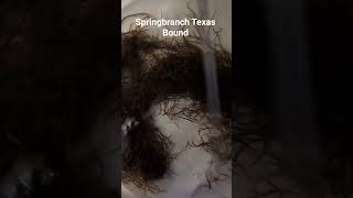 Black Worms #livefishfood #aquariumfishmarket #fishaquarium #blackworms