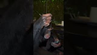 Chimpanzee Discovers New Technology and Is Fascinated 🐒✨ #techcuriosity