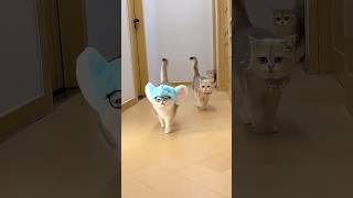 Cat videos cute cats kittens meowing 🐾✨😸 #catlover #cutecat