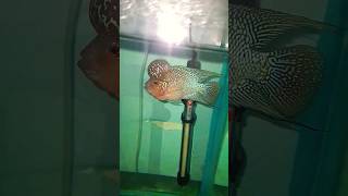 Fish🦭#music #song #tamil #tamilsong #kollywood #reels #fish #flowerhorn #fishing