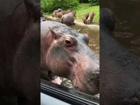 Paying the Hippo Toll: One Snack at a Time!
